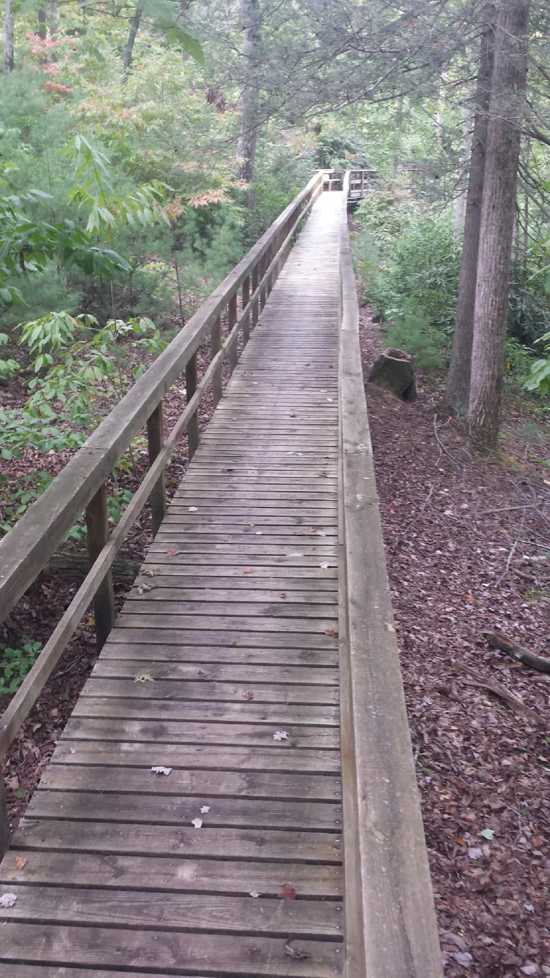 Long wood walkway with handrails built through the woods in Kersey